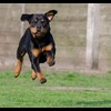 愛犬との冬の過ごし方